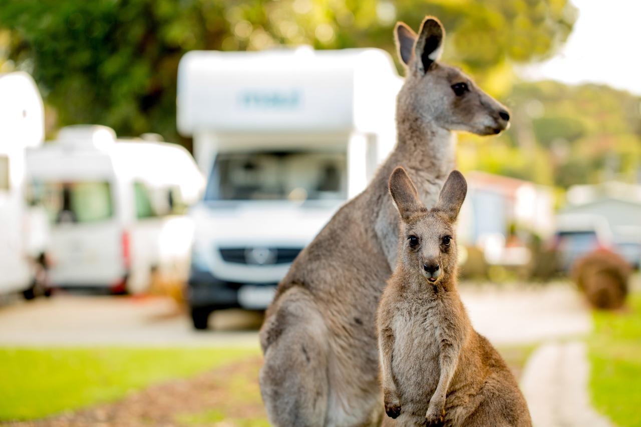 Big4 Anglesea Holiday Park Buitenkant foto